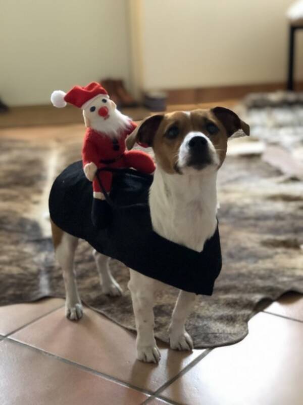 Hund - Jack Russell Stilton