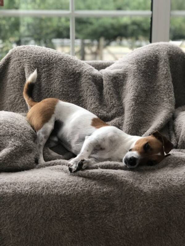 Hund - Jack Russell Stilton