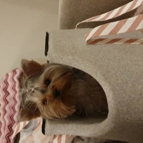 Hund - Yorkie Hund - Yorkie