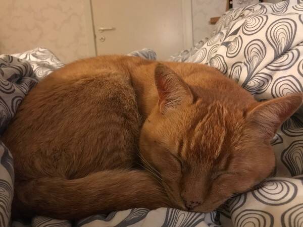 Katt - Katten Siza