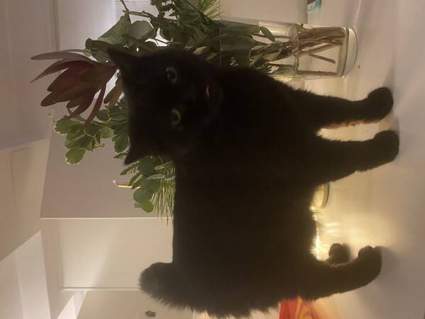 Katt