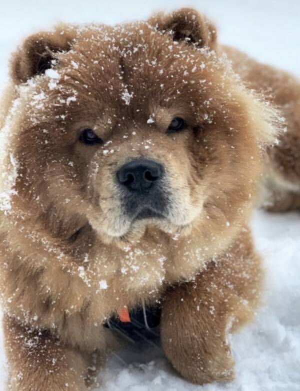 Hund - Chow Chow, Billie Jean  Hund - Chow Chow, Billie Jean