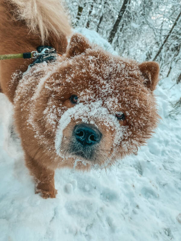 Hund - Chow Chow, Billie Jean 