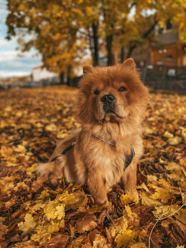 Hund - Chow Chow, Billie Jean 