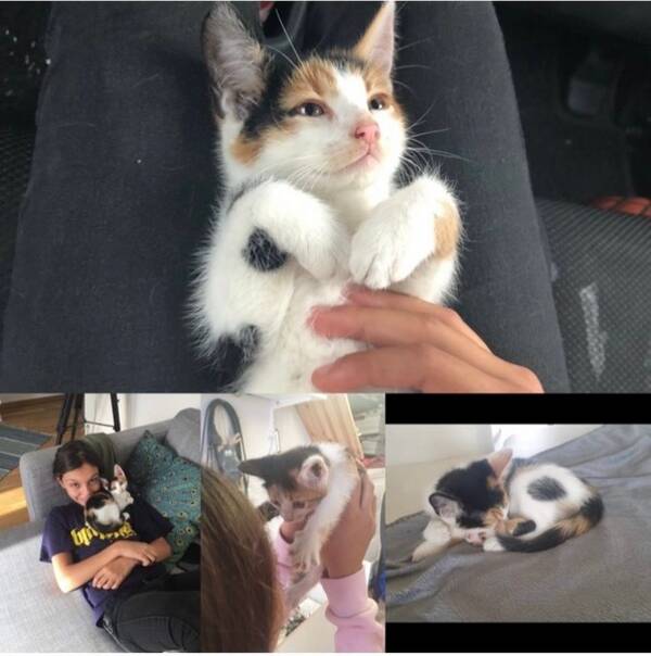 Katt