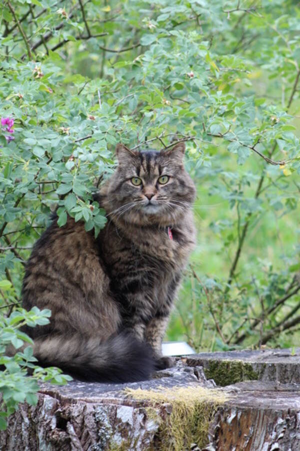 Katt - Katten Killroy