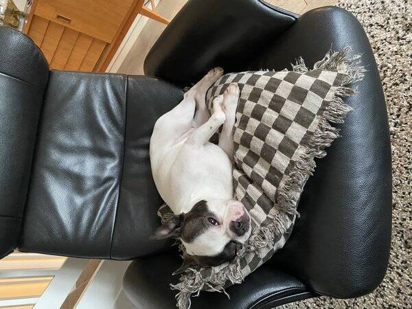 Hund