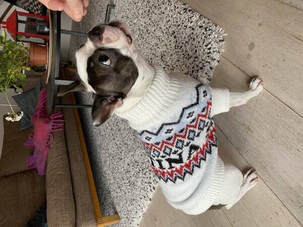 Hund