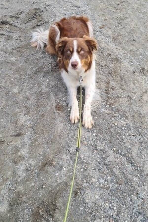 Hund - Kaidi Hund - Kaidi