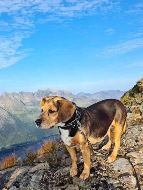 Hund - Bella Hund - Bella