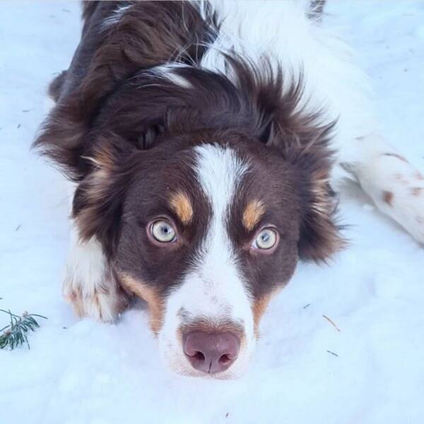 Hund - Kaidi Hund - Kaidi