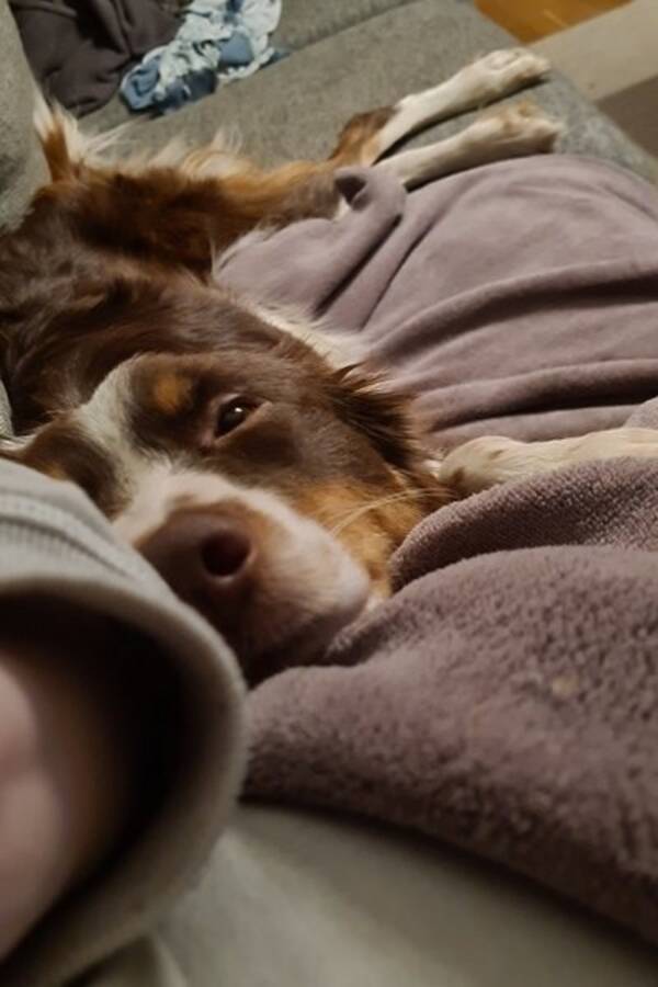 Hund - Kaidi Hund - Kaidi