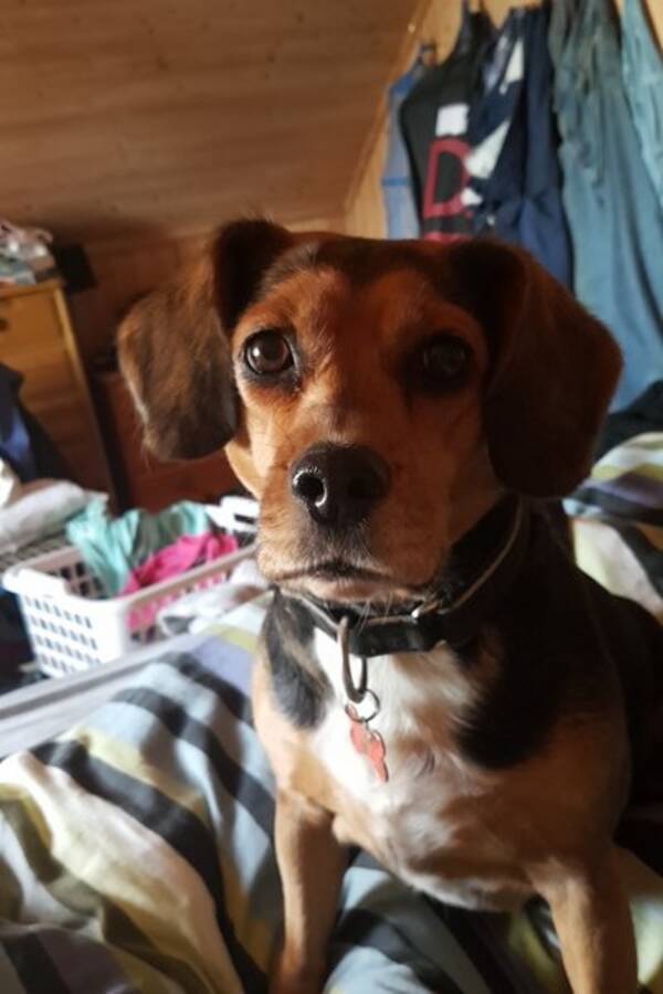 Hund - Bella Hund - Bella