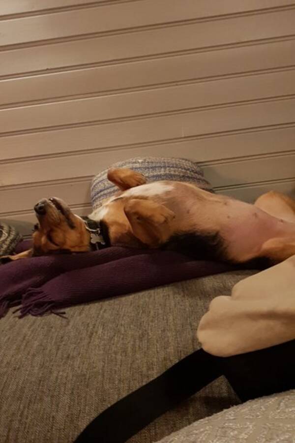 Hund - Bella Hund - Bella