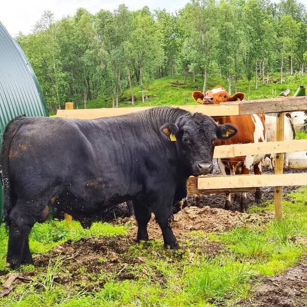 Revisitter - Kyr Revisitter - Kyr