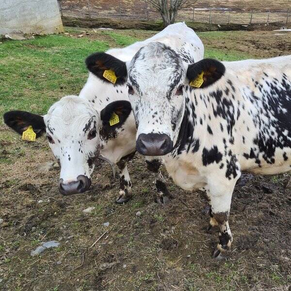 Revisitter - Kyr Revisitter - Kyr