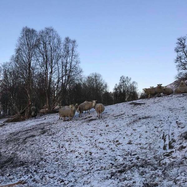 Revisitter - Sau Revisitter - Sau