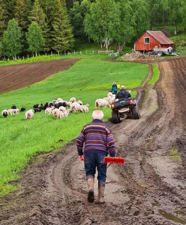 Revisitter - Sau Revisitter - Sau