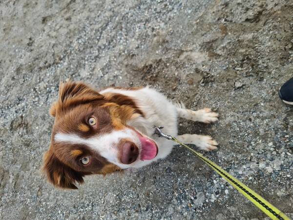 Revisitter - Hund Revisitter - Hund