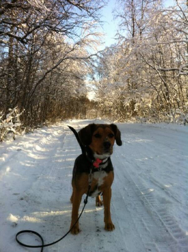 Revisitter - Hund Revisitter - Hund