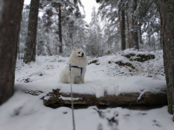 Hund - Medo