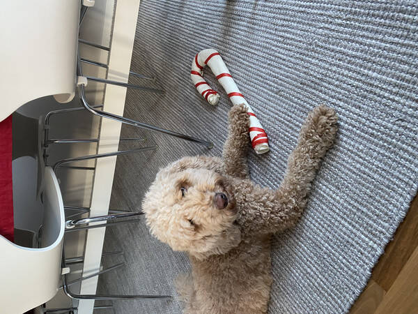Hund - Labradoodle 