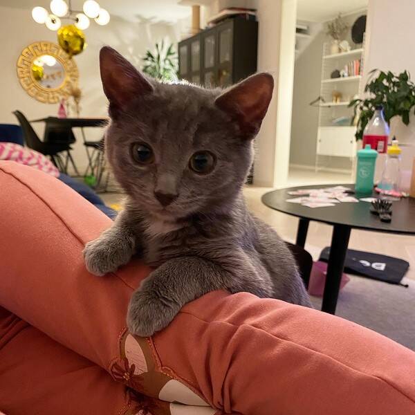 Katt - Leya (gr) & Luna (svart/vit)