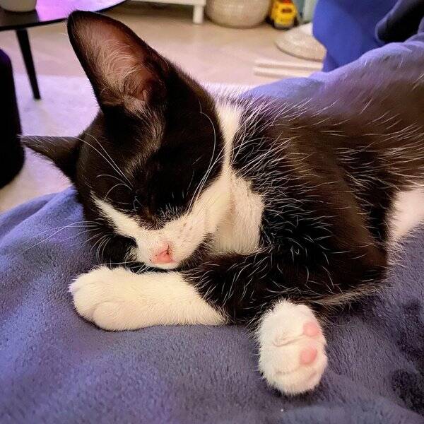 Katt - Leya (gr) & Luna (svart/vit)