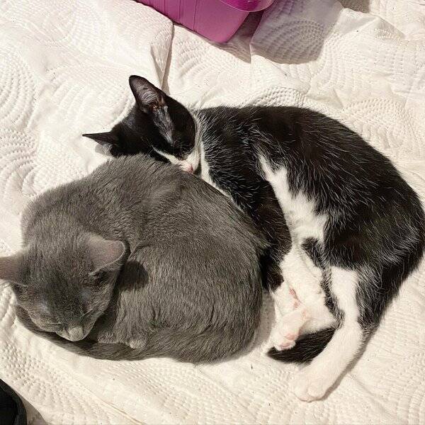 Katt - Leya (gr) & Luna (svart/vit)