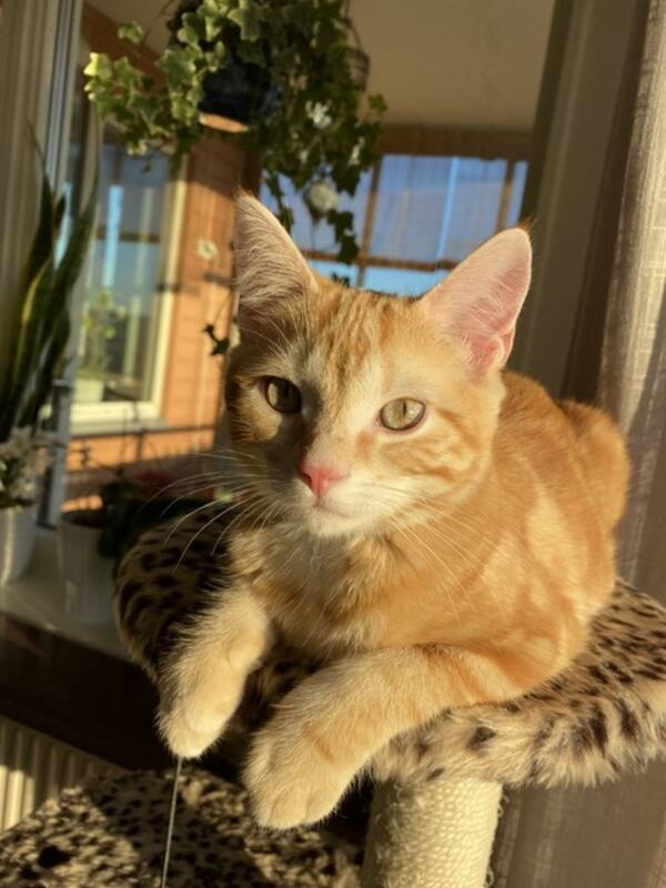 Katt