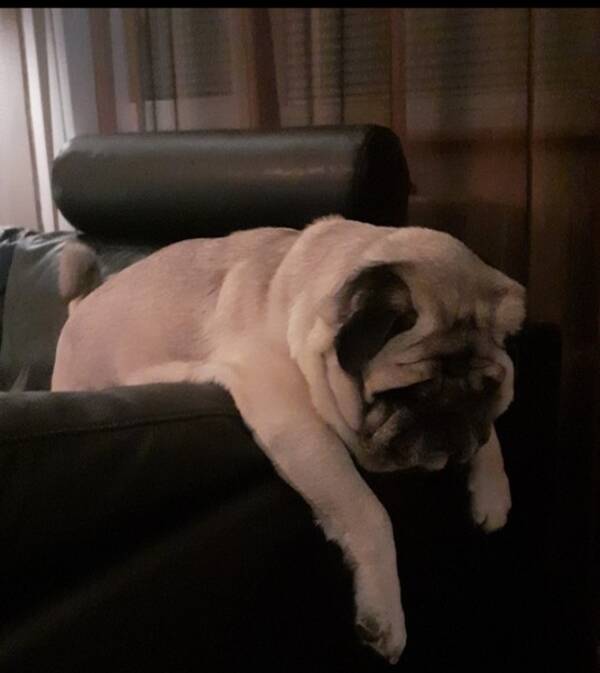 Hund - Mops Winnie Pooh.