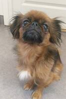 Pekingnese och tibetansk spaniel 