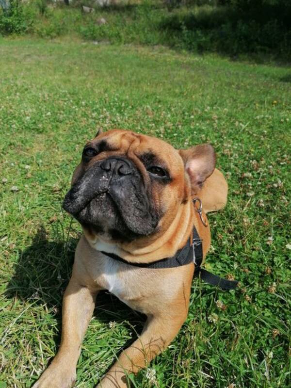 Hund - Bacall the Frenchie 