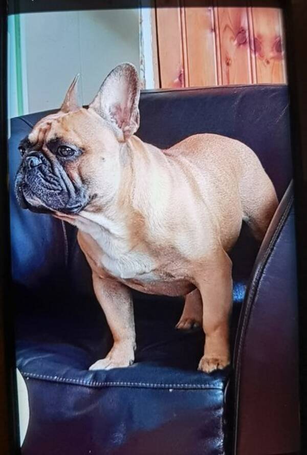 Hund - Bacall the Frenchie 