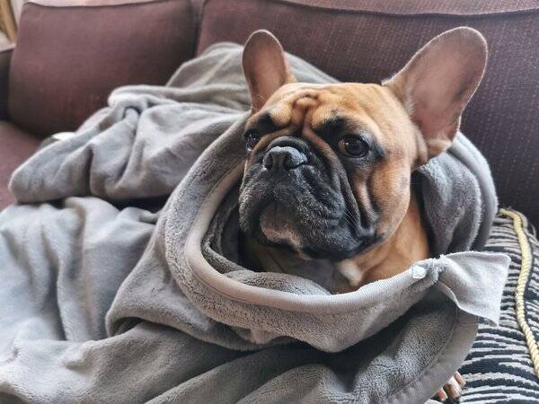 Hund - Bacall the Frenchie 