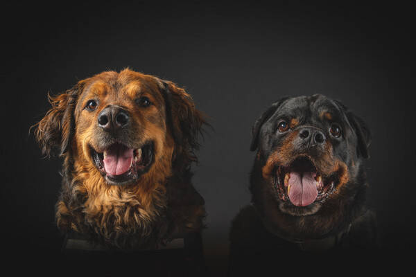 Hund - Leonberger/berner sennen 