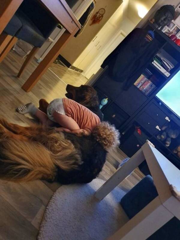 Hund - Leonberger/berner sennen 