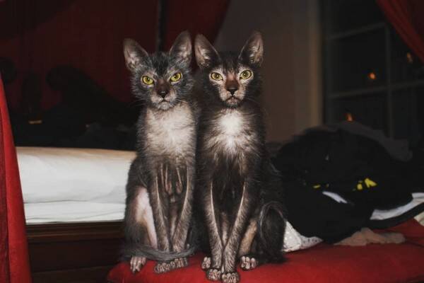 Katt - Nox och Krake 