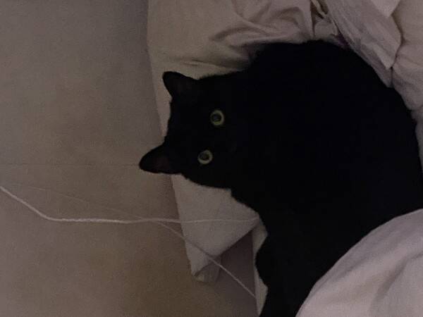 Katt - Katten miffe 