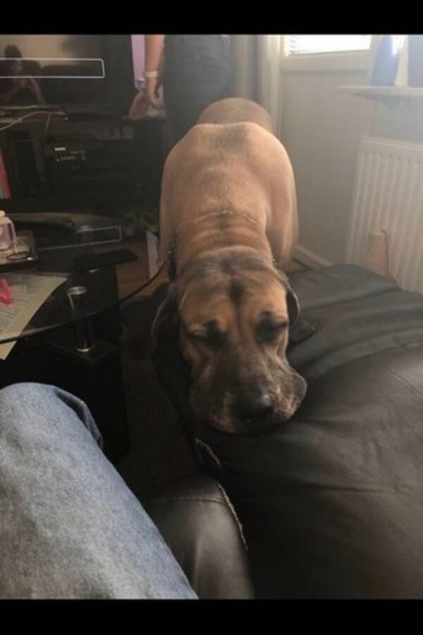 Hund - Hunden lillan
