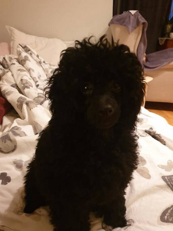 Hund - Toypudel Leya