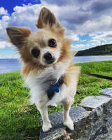 Django Unchained Django Unchained