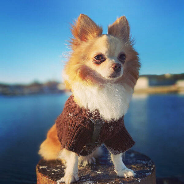 Hund - Django Unchained