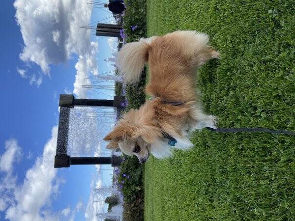 Hund - Django Unchained