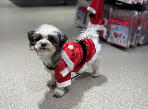 Hund - Bichon havanais