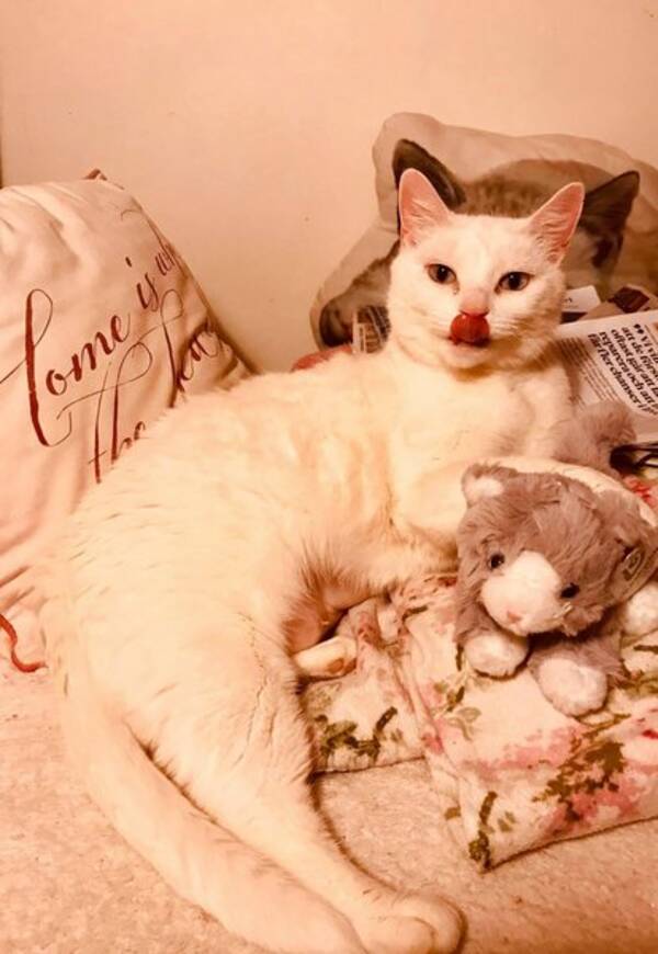 Katt - Sven Softaren Wolter 