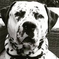 Dalmantier-Amerikansk bulldog/ Jax Dalmantier-Amerikansk bulldog/ Jax