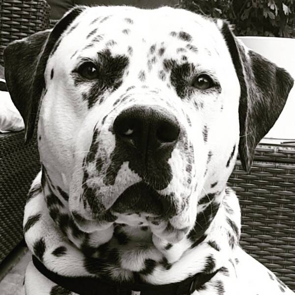 Hund - Dalmantier-Amerikansk bulldog/ Jax