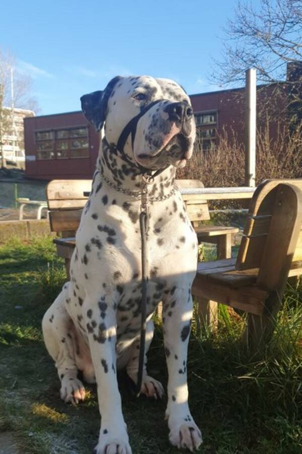 Hund - Dalmantier-Amerikansk bulldog/ Jax