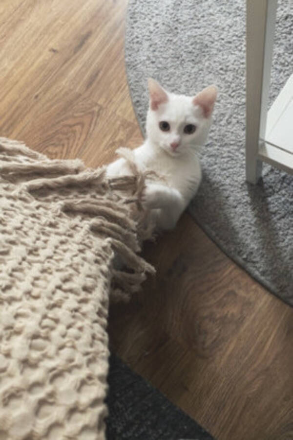 Katt - Katt Lars